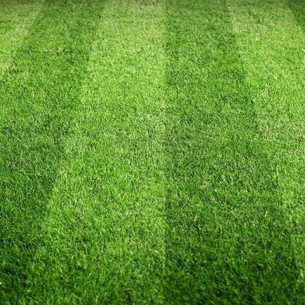 Putting green grass seed online, buy fine grass seed