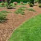 spruce bark mulch