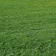 ryegrass grass seed