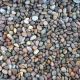 scottish pebbles 14 to 20mm